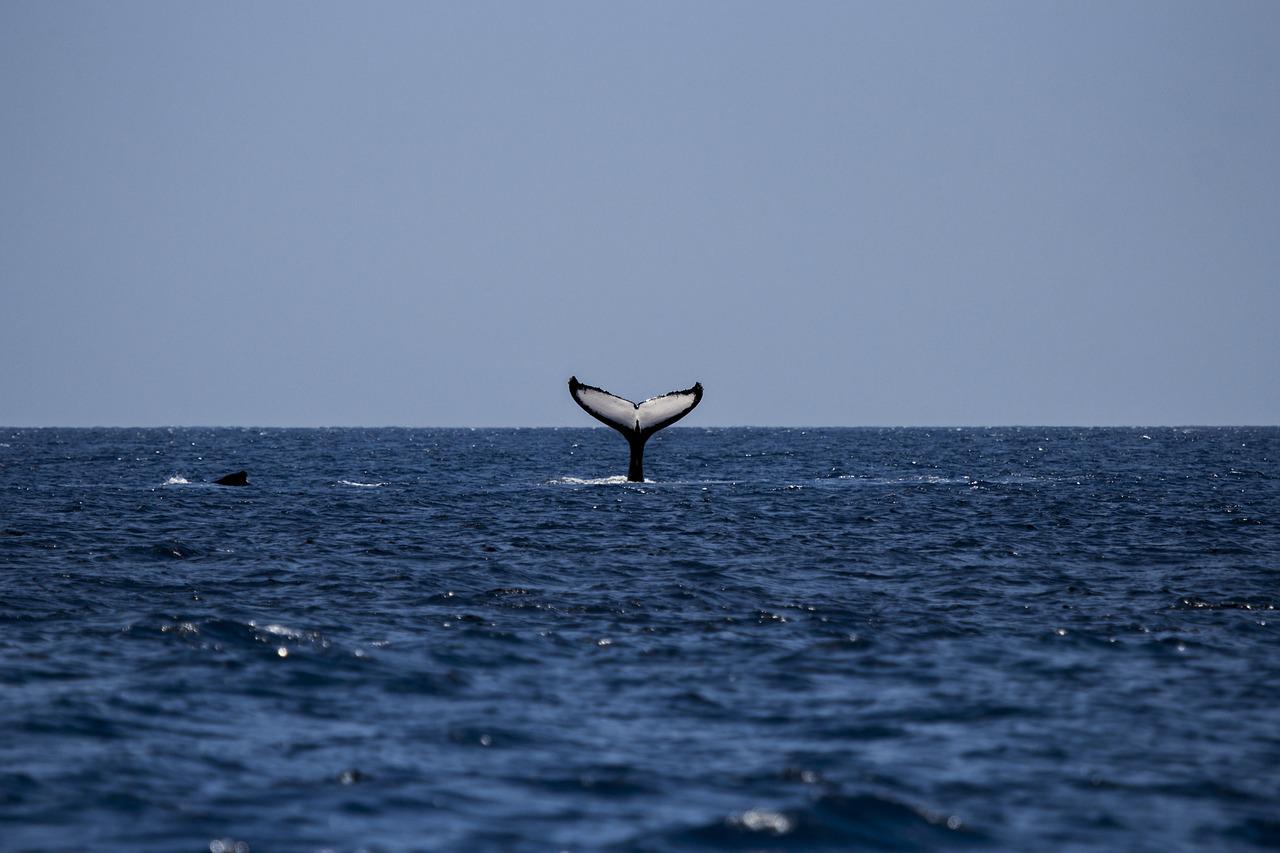 whale, humpback, humpback whale-1118876.jpg